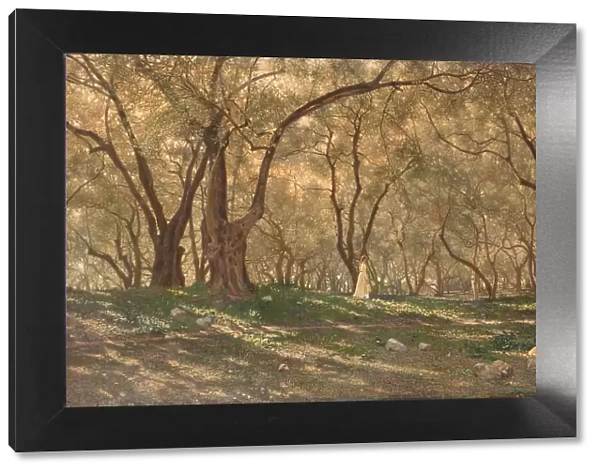 Young girl under the olive trees - Menton, c.1897. Creator: Henry Brokman