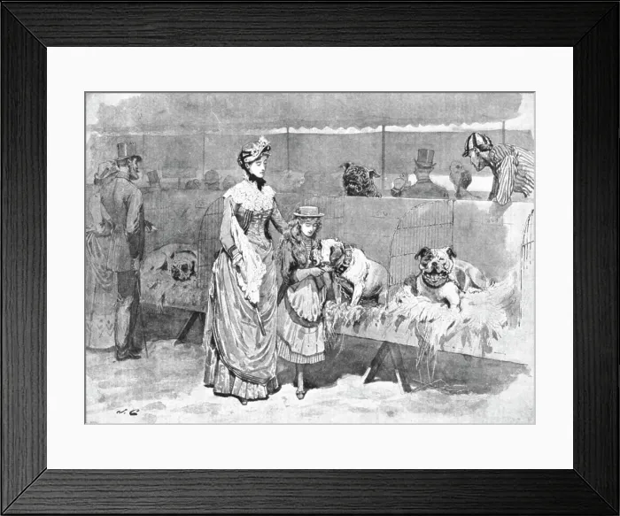 Framed Print : Among the Bulldogs at the Kennel Club Show, 1886. Creator: Unknown Framed Print : Among the Bulldogs at the Kennel Club Show, 1886. Creator: Unknown