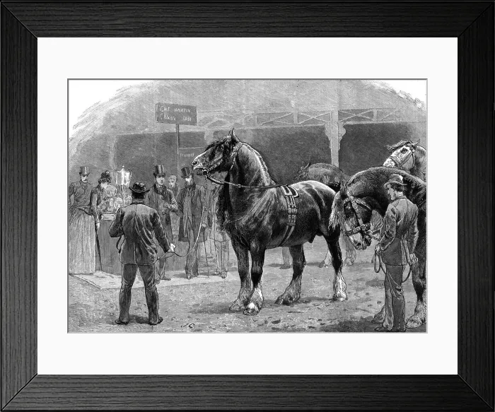 Framed Print : Show of the Shire Horse Society at the Agricultural Hall, Islington, 1886. Creator: Unknown Framed Print : Show of the Shire Horse Society at the Agricultural Hall, Islington, 1886. Creator: Unknown