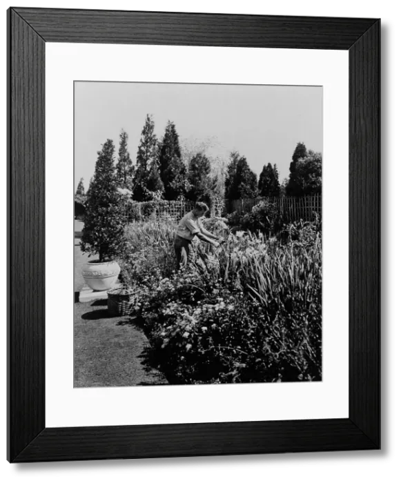 Framed Print : Gardener tending floral border, posed to...Rudyard Kipling's poem The Glory of the Garden, 1917. Creator: Frances Benjamin Johnston Framed Print : Gardener tending floral border, posed to...Rudyard Kipling's poem The Glory of the Garden, 1917. Creator: Frances Benjamin Johnston