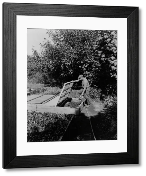 Framed Print : Gardener watering cold frame plants, posed...Rudyard Kipling's poem The Glory of the Garden, 1917. Creator: Frances Benjamin Johnston