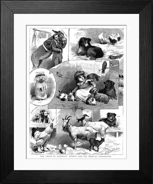 Framed Print : The Band of Kindness Donkey and Pet show at Manchester, 1886. Creator: Unknown. The Band of Kindness Donkey and Pet show at Manchester, 1886. Creator: Unknown Framed Print : The Band of Kindness Donkey and Pet show at Manchester, 1886. Creator: Unknown. The Band of Kindness Donkey and Pet show at Manchester, 1886. Creator: Unknown