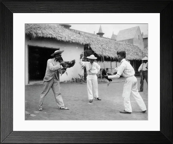 Framed Print : Two cock-fighters and referee at the World's Columbian Exposition, Chicago, Illinois, 1892 or 1893. Creator: Frances Benjamin Johnston Framed Print : Two cock-fighters and referee at the World's Columbian Exposition, Chicago, Illinois, 1892 or 1893. Creator: Frances Benjamin Johnston