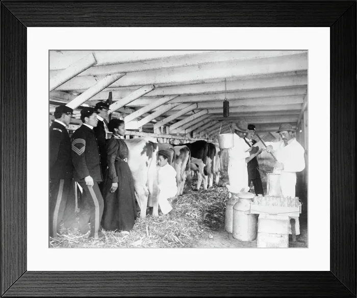 Framed Print : Demonstration of milk testing in stable, at Hampton Institute, Hampton, Virginia, 1899 and 1900. Creator: Frances Benjamin Johnston Framed Print : Demonstration of milk testing in stable, at Hampton Institute, Hampton, Virginia, 1899 and 1900. Creator: Frances Benjamin Johnston