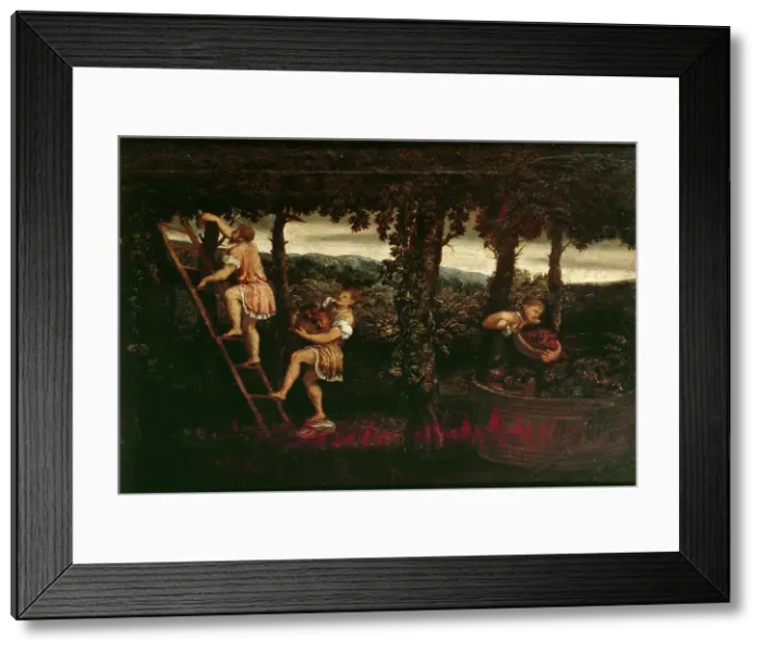 Framed Print : The grape harvest, c. 1550. Creator: Bordone, Paris (1500-1571) Framed Print : The grape harvest, c. 1550. Creator: Bordone, Paris (1500-1571)