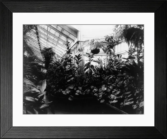 Framed Print : White House, Conservatory, 1889. Creator: Frances Benjamin Johnston Framed Print : White House, Conservatory, 1889. Creator: Frances Benjamin Johnston