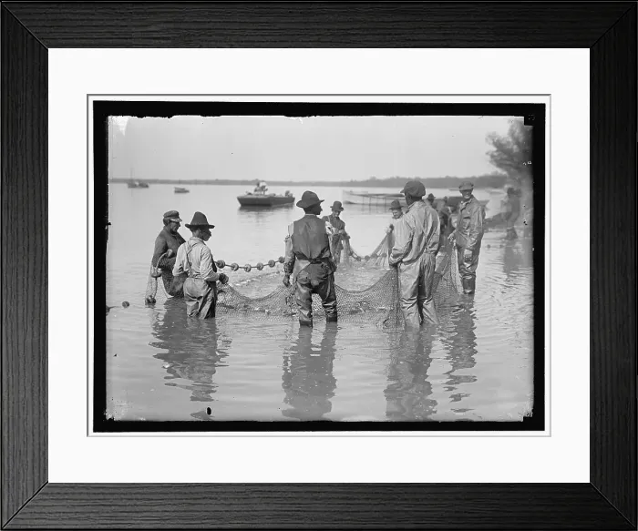 Framed Print : Net fishing, between 1909 and 1923. Creator: Harris & Ewing. Net fishing, between 1909 and 1923. Creator: Harris & Ewing Framed Print : Net fishing, between 1909 and 1923. Creator: Harris & Ewing. Net fishing, between 1909 and 1923. Creator: Harris & Ewing
