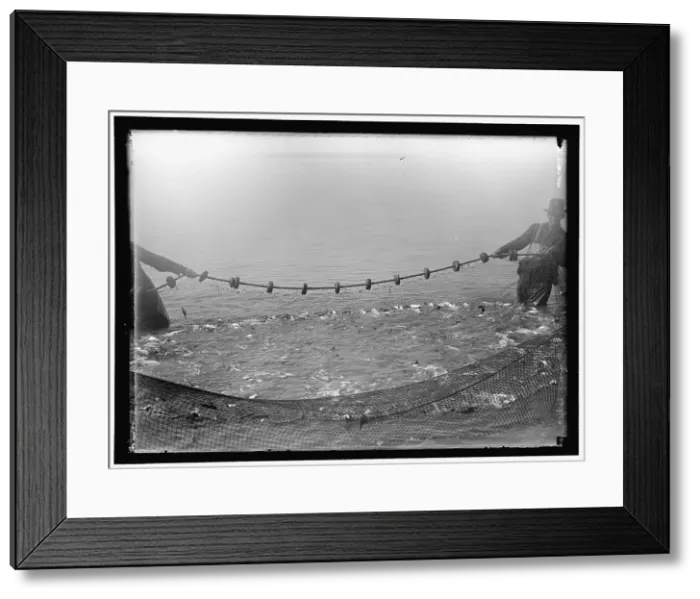 Framed Print : Net fishing, between 1909 and 1923. Creator: Harris & Ewing. Net fishing, between 1909 and 1923. Creator: Harris & Ewing Framed Print : Net fishing, between 1909 and 1923. Creator: Harris & Ewing. Net fishing, between 1909 and 1923. Creator: Harris & Ewing