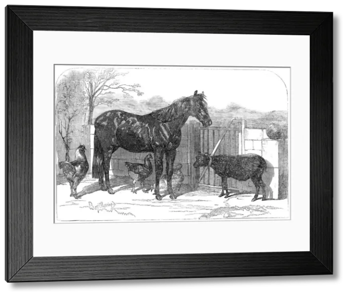Framed Print : Russian pony and sheep from Bomarsund, brought by Captain Hall, H.M.S. Hecla, 1854. Creator: Unknown. Russian pony and sheep from Bomarsund, brought by Captain Hall, H.M.S. Hecla, 1854. Creator: Unknown Framed Print : Russian pony and sheep from Bomarsund, brought by Captain Hall, H.M.S. Hecla, 1854. Creator: Unknown. Russian pony and sheep from Bomarsund, brought by Captain Hall, H.M.S. Hecla, 1854. Creator: Unknown