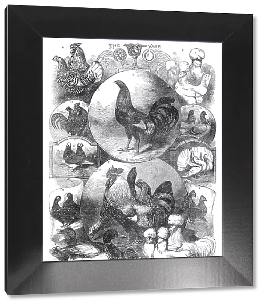 The Birmingham Christmas Poultry Show, 1854. Creator: Unknown