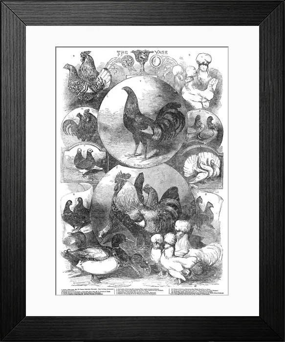 Framed Print : The Birmingham Christmas Poultry Show, 1854. Creator: Unknown Framed Print : The Birmingham Christmas Poultry Show, 1854. Creator: Unknown