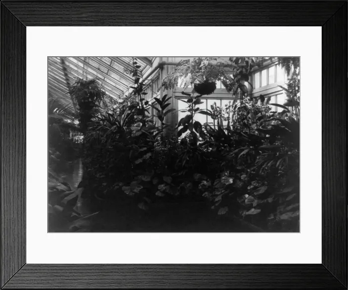 Framed Print : Conservatory of White House, between 1889 and 1906. Creator: Frances Benjamin Johnston Framed Print : Conservatory of White House, between 1889 and 1906. Creator: Frances Benjamin Johnston