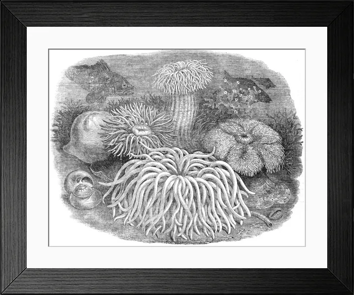 Framed Print : Sea Anemones in the Gardens of the Zoological Society, Regent's-Park, 1854. Creator: Unknown Framed Print : Sea Anemones in the Gardens of the Zoological Society, Regent's-Park, 1854. Creator: Unknown