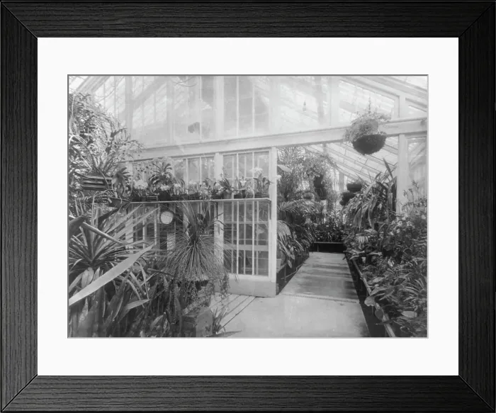 Framed Print : White House orchids, between 1889 and 1906. Creator: Frances Benjamin Johnston Framed Print : White House orchids, between 1889 and 1906. Creator: Frances Benjamin Johnston