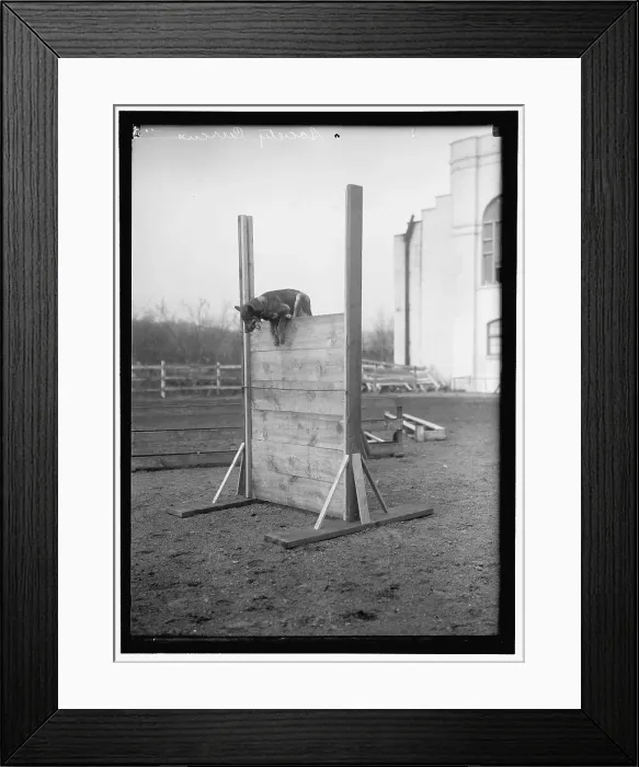 Framed Print : Society Circus, between 1909 and 1923. Creator: Harris & Ewing. Society Circus, between 1909 and 1923. Creator: Harris & Ewing Framed Print : Society Circus, between 1909 and 1923. Creator: Harris & Ewing. Society Circus, between 1909 and 1923. Creator: Harris & Ewing
