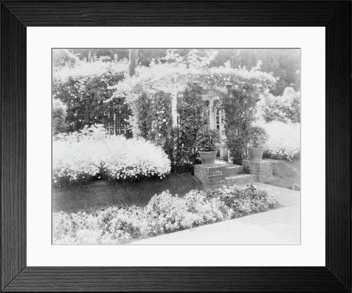 Framed Print : Small arbor covered with roses, with daisies and pansies on... Pasadena, California, c1903 - 1923. Creator: Frances Benjamin Johnston Framed Print : Small arbor covered with roses, with daisies and pansies on... Pasadena, California, c1903 - 1923. Creator: Frances Benjamin Johnston