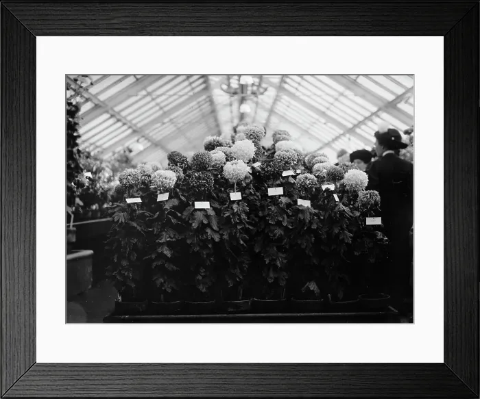 Framed Print : Agriculture Department Dahlia Show, 1911. Creator: Harris & Ewing. Agriculture Department Dahlia Show, 1911. Creator: Harris & Ewing Framed Print : Agriculture Department Dahlia Show, 1911. Creator: Harris & Ewing. Agriculture Department Dahlia Show, 1911. Creator: Harris & Ewing