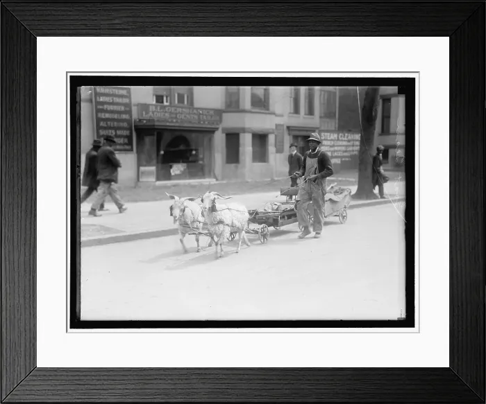 Framed Print : Goat team, between 1910 and 1917. Creator: Harris & Ewing. Goat team, between 1910 and 1917. Creator: Harris & Ewing Framed Print : Goat team, between 1910 and 1917. Creator: Harris & Ewing. Goat team, between 1910 and 1917. Creator: Harris & Ewing