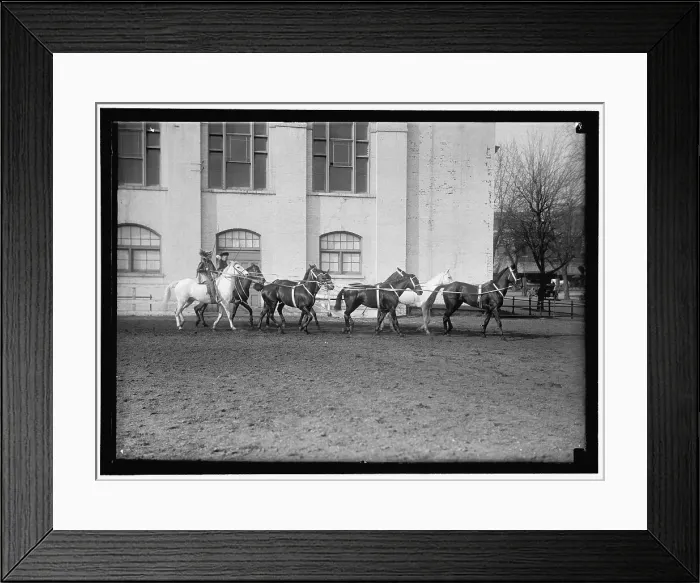 Framed Print : Society Circus, between 1910 and 1917. Creator: Harris & Ewing. Society Circus, between 1910 and 1917. Creator: Harris & Ewing Framed Print : Society Circus, between 1910 and 1917. Creator: Harris & Ewing. Society Circus, between 1910 and 1917. Creator: Harris & Ewing