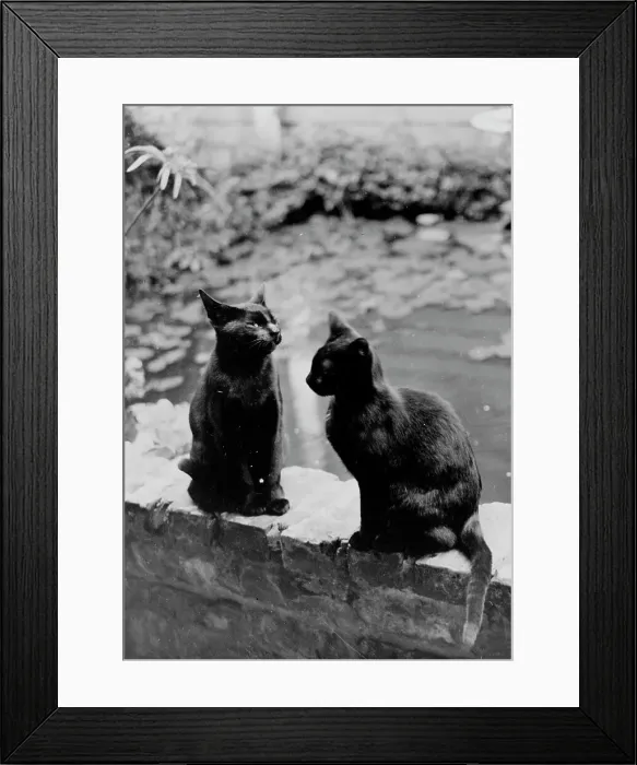 Framed Print : Frances Benjamin Johnston's cats, Herman and Vermin...New Orleans house, Louisiana, c1945 - 1950. Creator: Frances Benjamin Johnston Framed Print : Frances Benjamin Johnston's cats, Herman and Vermin...New Orleans house, Louisiana, c1945 - 1950. Creator: Frances Benjamin Johnston