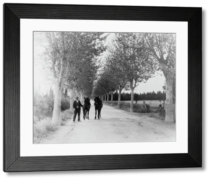 Framed Print : An avenue of plane trees, 1925. Creator: Frances Benjamin Johnston Framed Print : An avenue of plane trees, 1925. Creator: Frances Benjamin Johnston