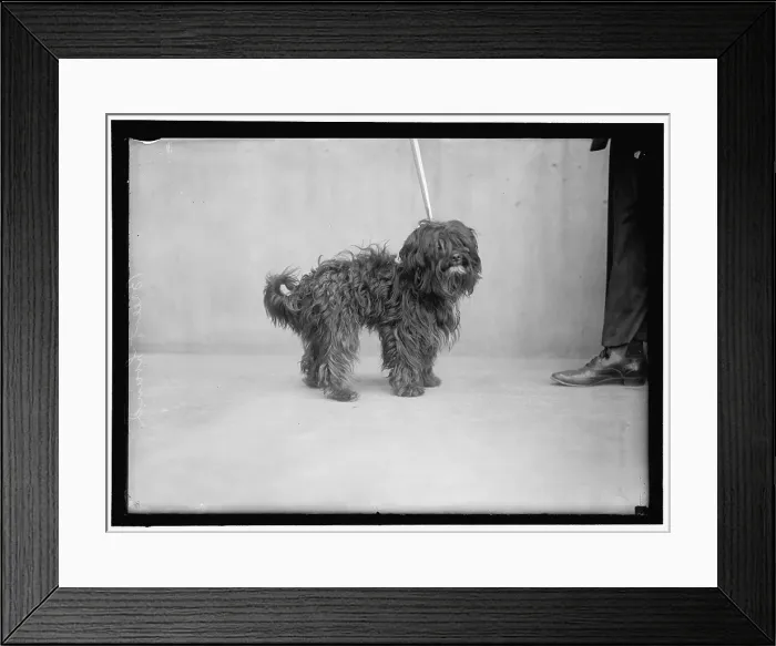 Framed Print : Dog, between 1910 and 1917. Creator: Harris & Ewing. Dog, between 1910 and 1917. Creator: Harris & Ewing Framed Print : Dog, between 1910 and 1917. Creator: Harris & Ewing. Dog, between 1910 and 1917. Creator: Harris & Ewing