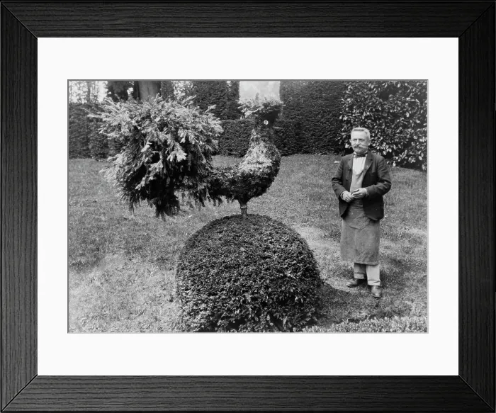 Framed Print : Gardener standing alongside shrub trimmed into shape of a rooster, in garden at Villa... 1925. Creator: Frances Benjamin Johnston Framed Print : Gardener standing alongside shrub trimmed into shape of a rooster, in garden at Villa... 1925. Creator: Frances Benjamin Johnston