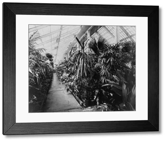 Framed Print : White House conservatory, Washington, D.C. 1890. Creator: Frances Benjamin Johnston