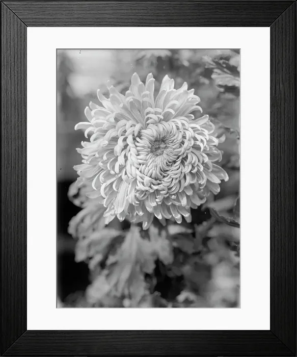 Framed Print : Agriculture Department - Jessie Wilson Chrysanthemum, 1913. Creator: Harris & Ewing. Agriculture Department - Jessie Wilson Chrysanthemum, 1913. Creator: Harris & Ewing Framed Print : Agriculture Department - Jessie Wilson Chrysanthemum, 1913. Creator: Harris & Ewing. Agriculture Department - Jessie Wilson Chrysanthemum, 1913. Creator: Harris & Ewing