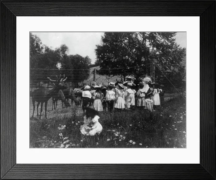 Framed Print : Washington, D.C. public schools - 6th Division class at zoo watching reindeer, (1899?). Creator: Frances Benjamin Johnston Framed Print : Washington, D.C. public schools - 6th Division class at zoo watching reindeer, (1899?). Creator: Frances Benjamin Johnston