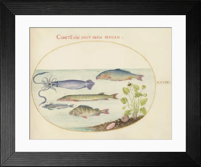 Framed Print : Animalia Aqvatilia et Cochiliata (Aqva): Plate XXXIX, c. 1575 / 1580. Creator: Joris Hoefnagel Framed Print : Animalia Aqvatilia et Cochiliata (Aqva): Plate XXXIX, c. 1575 / 1580. Creator: Joris Hoefnagel