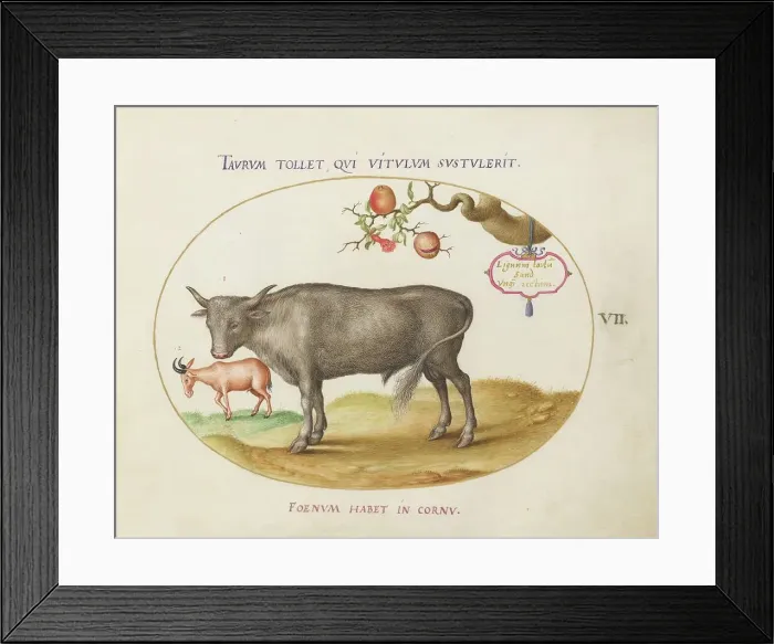 Framed Print : Animalia Qvadrvpedia et Reptilia (Terra): Plate VII, c. 1575 / 1580. Creator: Joris Hoefnagel Framed Print : Animalia Qvadrvpedia et Reptilia (Terra): Plate VII, c. 1575 / 1580. Creator: Joris Hoefnagel