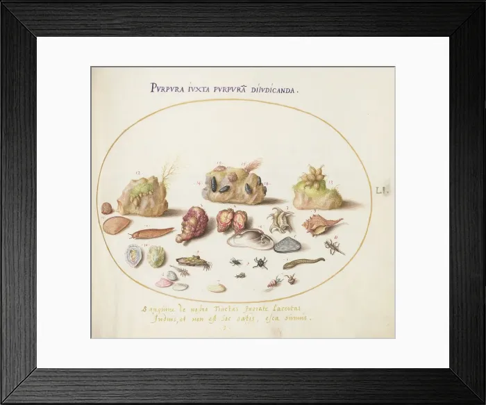 Framed Print : Animalia Aqvatilia et Cochiliata (Aqva): Plate LI, c. 1575 / 1580. Creator: Joris Hoefnagel Framed Print : Animalia Aqvatilia et Cochiliata (Aqva): Plate LI, c. 1575 / 1580. Creator: Joris Hoefnagel