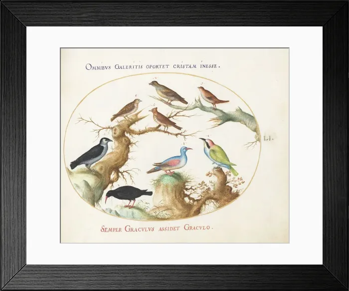 Framed Print : Animalia Volatilia et Amphibia (Aier): Plate LI, c. 1575 / 1580. Creator: Joris Hoefnagel Framed Print : Animalia Volatilia et Amphibia (Aier): Plate LI, c. 1575 / 1580. Creator: Joris Hoefnagel