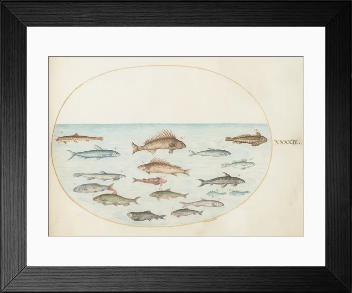 Framed Print : Animalia Aqvatilia et Cochiliata (Aqva): Plate XLIII, c. 1575 / 1580. Creator: Joris Hoefnagel Framed Print : Animalia Aqvatilia et Cochiliata (Aqva): Plate XLIII, c. 1575 / 1580. Creator: Joris Hoefnagel