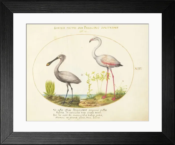 Framed Print : Animalia Volatilia et Amphibia (Aier): Plate XIV, c. 1575 / 1580. Creator: Joris Hoefnagel