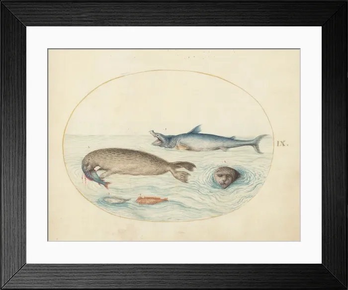 Framed Print : Animalia Aqvatilia et Cochiliata (Aqva): Plate IX, c. 1575 / 1580. Creator: Joris Hoefnagel Framed Print : Animalia Aqvatilia et Cochiliata (Aqva): Plate IX, c. 1575 / 1580. Creator: Joris Hoefnagel