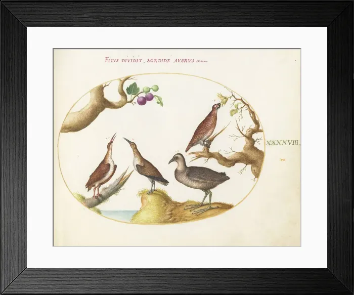 Framed Print : Animalia Volatilia et Amphibia (Aier): Plate XLVIII, c. 1575 / 1580. Creator: Joris Hoefnagel Framed Print : Animalia Volatilia et Amphibia (Aier): Plate XLVIII, c. 1575 / 1580. Creator: Joris Hoefnagel