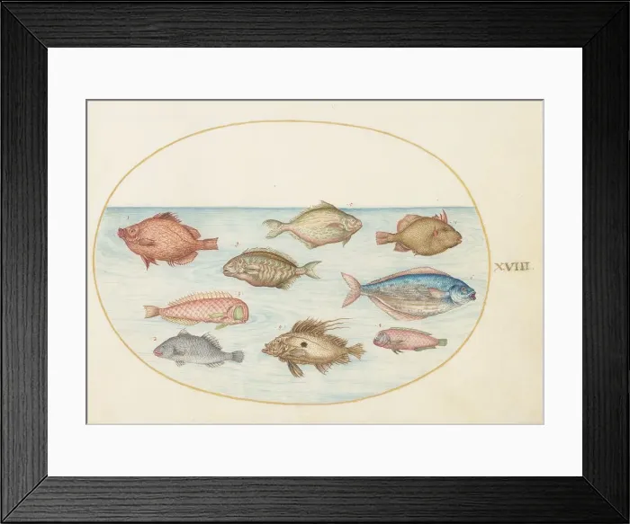 Framed Print : Animalia Aqvatilia et Cochiliata (Aqva): Plate XVIII, c. 1575 / 1580. Creator: Joris Hoefnagel Framed Print : Animalia Aqvatilia et Cochiliata (Aqva): Plate XVIII, c. 1575 / 1580. Creator: Joris Hoefnagel