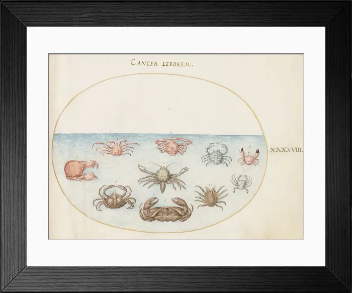 Framed Print : Animalia Aqvatilia et Cochiliata (Aqva): Plate XLVIII, c. 1575 / 1580. Creator: Joris Hoefnagel Framed Print : Animalia Aqvatilia et Cochiliata (Aqva): Plate XLVIII, c. 1575 / 1580. Creator: Joris Hoefnagel