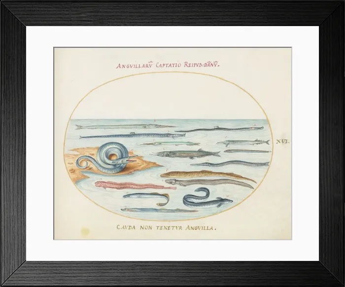 Framed Print : Animalia Aqvatilia et Cochiliata (Aqva): Plate XVI, c. 1575 / 1580. Creator: Joris Hoefnagel Framed Print : Animalia Aqvatilia et Cochiliata (Aqva): Plate XVI, c. 1575 / 1580. Creator: Joris Hoefnagel