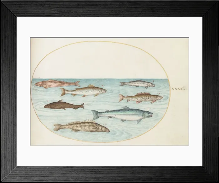 Framed Print : Animalia Aqvatilia et Cochiliata (Aqva): Plate XL, c. 1575 / 1580. Creator: Joris Hoefnagel Framed Print : Animalia Aqvatilia et Cochiliata (Aqva): Plate XL, c. 1575 / 1580. Creator: Joris Hoefnagel
