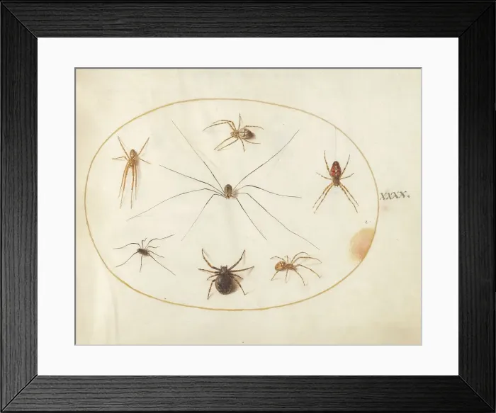 Framed Print : Plate 40: Eight Spiders, c. 1575 / 1580. Creator: Joris Hoefnagel Framed Print : Plate 40: Eight Spiders, c. 1575 / 1580. Creator: Joris Hoefnagel