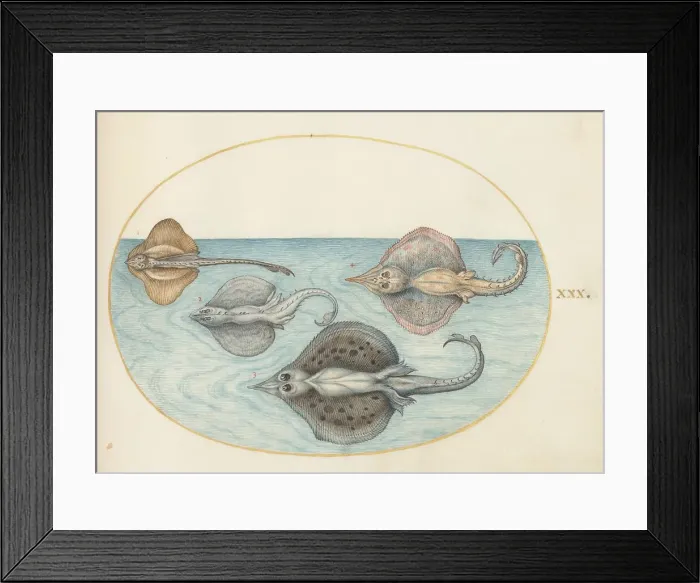 Framed Print : Animalia Aqvatilia et Cochiliata (Aqva): Plate XXX, c. 1575 / 1580. Creator: Joris Hoefnagel Framed Print : Animalia Aqvatilia et Cochiliata (Aqva): Plate XXX, c. 1575 / 1580. Creator: Joris Hoefnagel