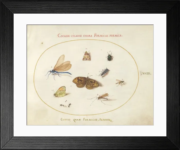 Framed Print : Plate 18: Two Butterflies and a Moth with a Dragonfly, Two Ants, and Four Other... c. 1575 / 1580. Creator: Joris Hoefnagel Framed Print : Plate 18: Two Butterflies and a Moth with a Dragonfly, Two Ants, and Four Other... c. 1575 / 1580. Creator: Joris Hoefnagel