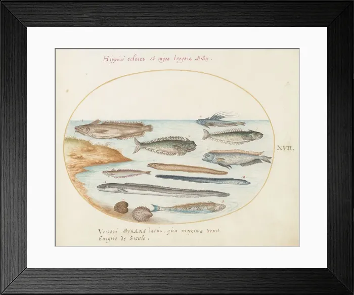 Framed Print : Animalia Aqvatilia et Cochiliata (Aqva): Plate XVII, c. 1575 / 1580. Creator: Joris Hoefnagel Framed Print : Animalia Aqvatilia et Cochiliata (Aqva): Plate XVII, c. 1575 / 1580. Creator: Joris Hoefnagel