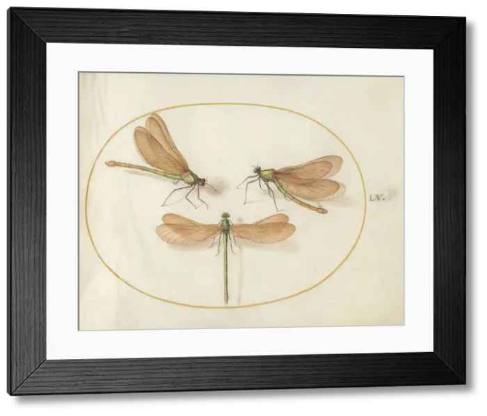 Framed Print : Plate 55: Three Green Dragonflies with Brown Wings, c. 1575 / 1580. Creator: Joris Hoefnagel Framed Print : Plate 55: Three Green Dragonflies with Brown Wings, c. 1575 / 1580. Creator: Joris Hoefnagel