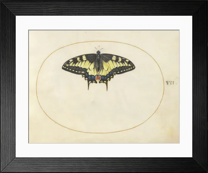 Framed Print : Plate 7: Swallowtail Butterfly, c. 1575 / 1580. Creator: Joris Hoefnagel Framed Print : Plate 7: Swallowtail Butterfly, c. 1575 / 1580. Creator: Joris Hoefnagel