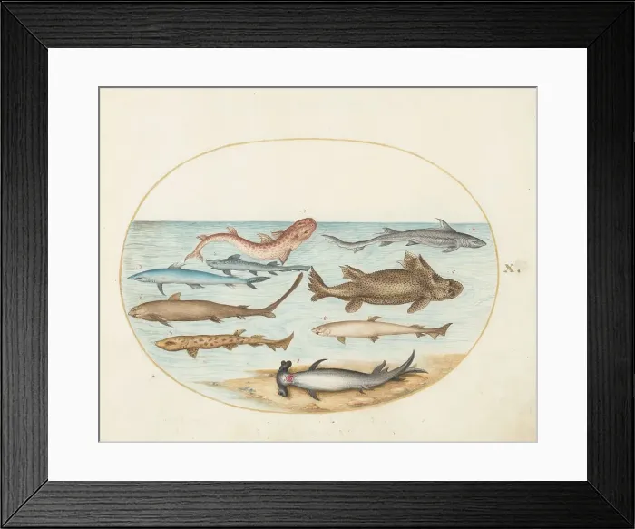 Framed Print : Animalia Aqvatilia et Cochiliata (Aqva): Plate X, c. 1575 / 1580. Creator: Joris Hoefnagel Framed Print : Animalia Aqvatilia et Cochiliata (Aqva): Plate X, c. 1575 / 1580. Creator: Joris Hoefnagel