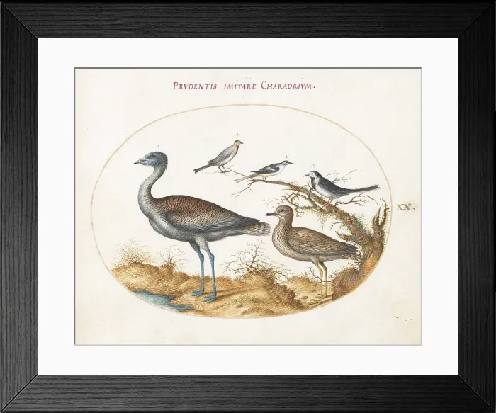 Framed Print : Animalia Volatilia et Amphibia (Aier): Plate XX, c. 1575 / 1580. Creator: Joris Hoefnagel Framed Print : Animalia Volatilia et Amphibia (Aier): Plate XX, c. 1575 / 1580. Creator: Joris Hoefnagel